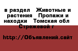  в раздел : Животные и растения » Пропажи и находки . Томская обл.,Стрежевой г.